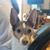 Reeses Lima's profile image