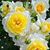 Linda J Jeffries Quick's profile image