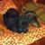 Julie Hannan's profile image