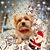 Patricia West O's profile image