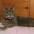 Peggy Schmidt's profile image
