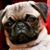 Pug Boss's profile image