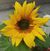 Luz Maria Carmona's profile image