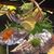 Sushicafe Damond's profile image