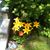 Linda Calcaterra Mulholland's profile image