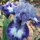 Orianna C.'s profile image