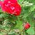 Millie Johnston's profile image