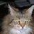 Sandra J. Lewis's profile image