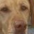 Laura Sage-Blair's profile image