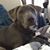 Stacey Thomas's profile image