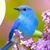 Charlotte Rice Morris's profile image