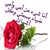 Mariam Alrashid's profile image