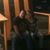 Megan Meurer's profile image