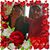 Diana Marie Johnson's profile image