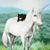 Amanda Apitz's profile image