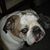 Ronald M Hambleton's profile image