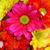 Adeline Hoover's profile image