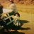 Rhonda LeBoubon's profile image