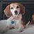 Bernal Josie's profile image