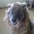 Laurie Giannantonio Spegel's profile image