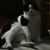 Charlie Tucker's profile image