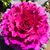 Julie Evers Crump's profile image