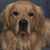 Meg Lauridsen's profile image