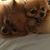 Pamela Chaffin Probus's profile image
