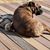 Brenda Medcalf's profile image
