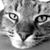 Felicia Galietta's profile image