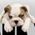 Gina Schackel's profile image