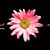 Lisa Hemm Cassidy's profile image