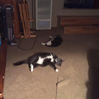 Sue Allenson's profile image