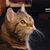 Renee Reisner's profile image