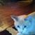 Tina Andy Goldy's profile image