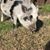 Daniele Corn's profile image