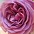 Lori Merritt's profile image