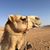 Dawn Beadles's profile image