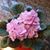 Julie Romann Meyers's profile image