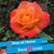 Nancy Brown's profile image