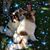 Diane M. Palumbo's profile image