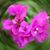 Karen Correia's profile image