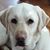 Bauer Snitzer's profile image
