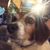 Helena Danehart's profile image