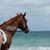 Melanie Thurow Hicks's profile image
