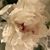 Patricia Rhauda Guzowski's profile image