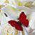 Linda Kay White's profile image