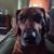 Shelby Sifford's profile image
