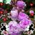 Kiry Torres's profile image