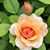 Olive Edwards's profile image